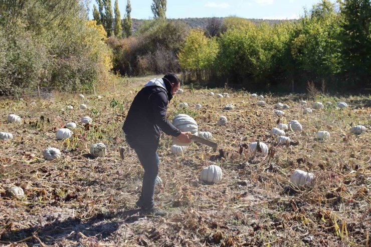 Semt pazarlarının gözdesi kış kabağının tarladan tezgaha yolculuğu başladı