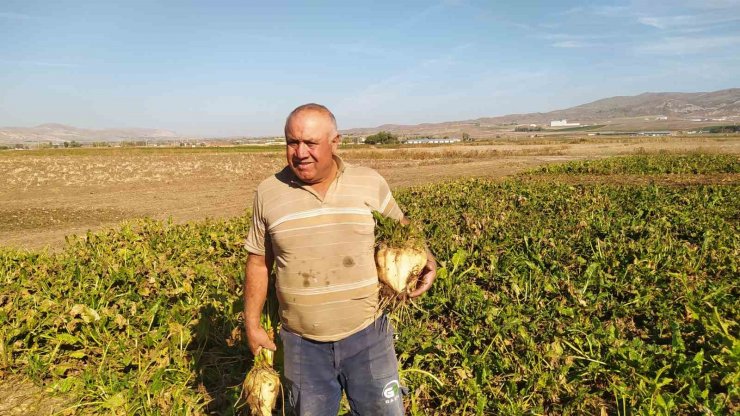 Sivas’ta en tatlı hasat başladı