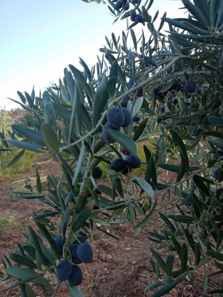 Eskişehir’de zeytin rekoltesi düştü