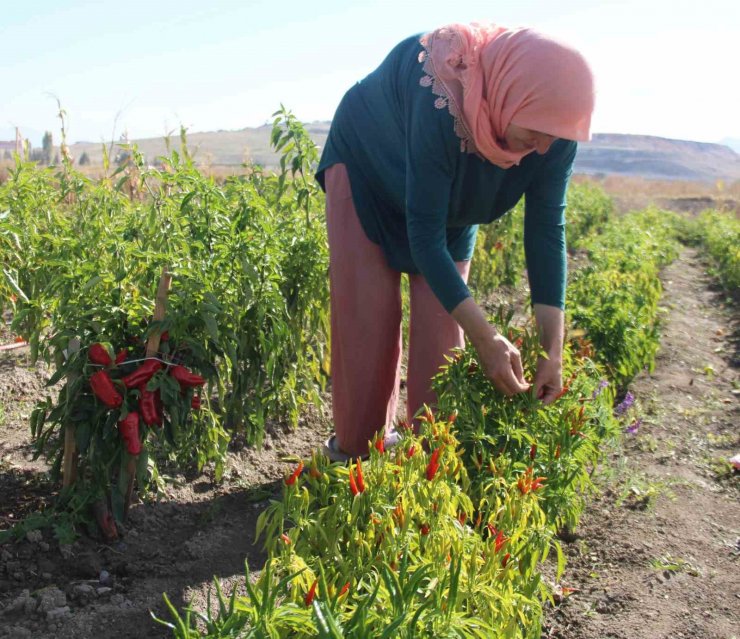 Kadınlar topraktan sofraya üretim yapıyor