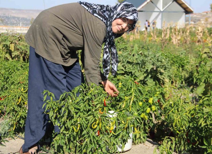 Kadınlar topraktan sofraya üretim yapıyor