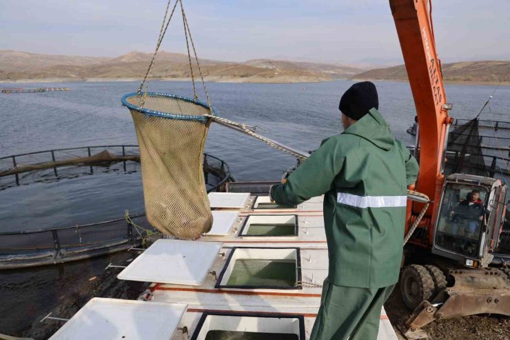 Türk somonları ihracat yolunda