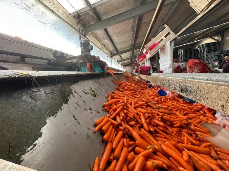 Beypazarı’nda kışlık havuç hasadı başladı