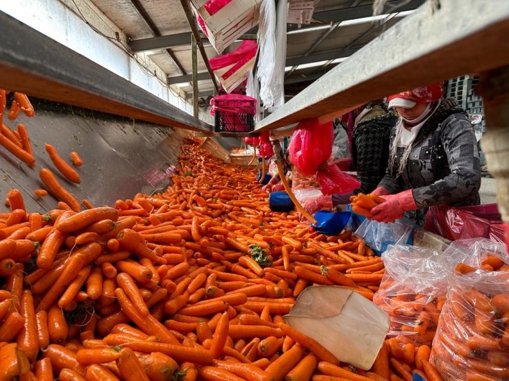 Beypazarı’nda kışlık havuç hasadı başladı