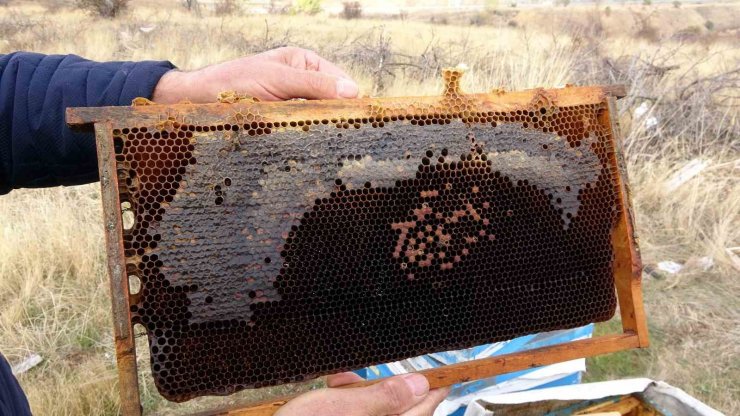 Yozgat’ta varroa hastalığı 15 bin kovana zarar verdi