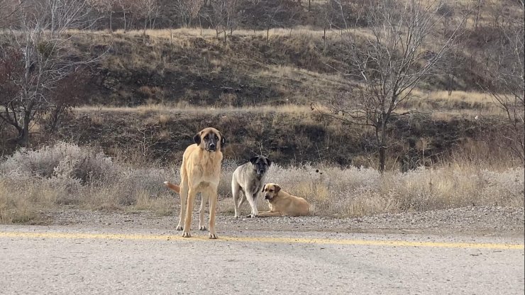 Başkent’te başıboş köpek sürüleri havadan görüntülendi