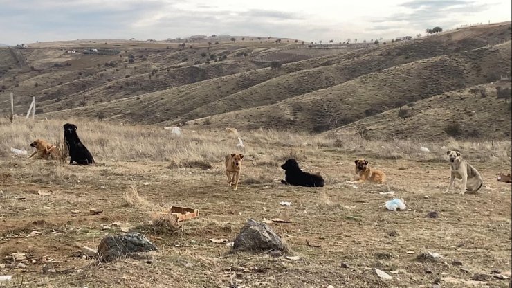 Başkent’te başıboş köpek sürüleri havadan görüntülendi