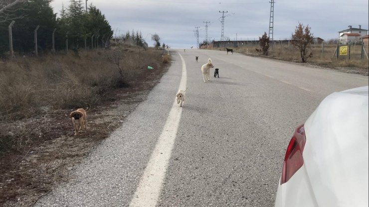 Başkent’te başıboş köpek sürüleri havadan görüntülendi