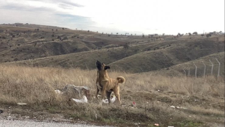 Başkent’te başıboş köpek sürüleri havadan görüntülendi