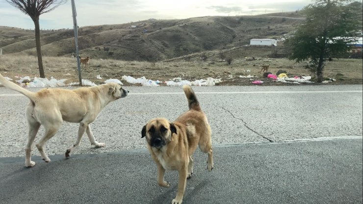 Başkent’te başıboş köpek sürüleri havadan görüntülendi