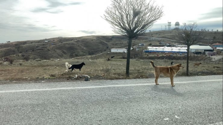 Başkent’te başıboş köpek sürüleri havadan görüntülendi