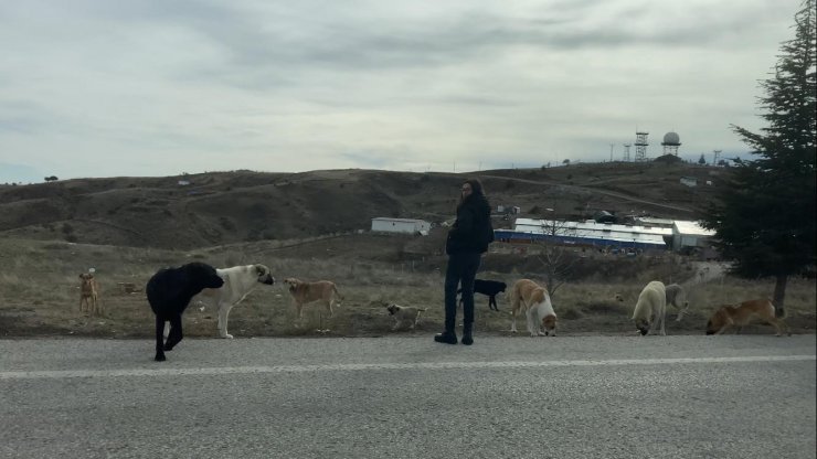 Başkent’te başıboş köpek sürüleri havadan görüntülendi