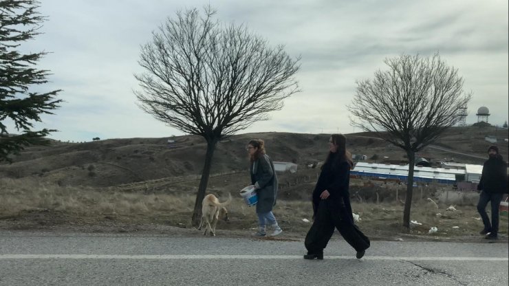 Başkent’te başıboş köpek sürüleri havadan görüntülendi