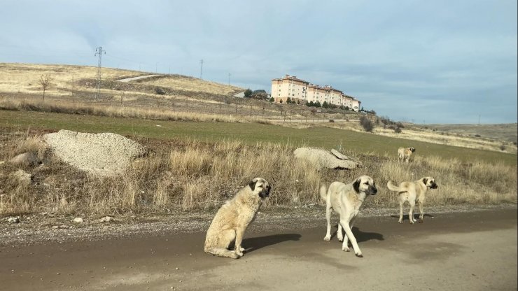 Başkent’te başıboş köpek sürüleri havadan görüntülendi