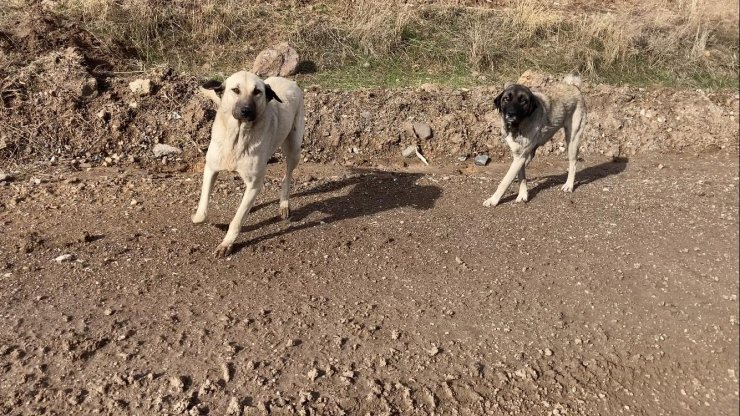 Başkent’te başıboş köpek sürüleri havadan görüntülendi