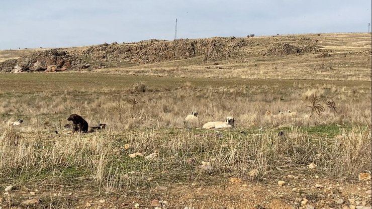 Başkent’te başıboş köpek sürüleri havadan görüntülendi