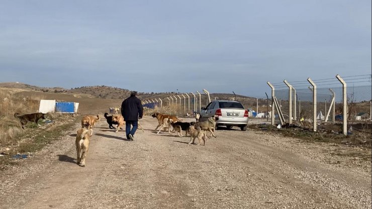 Başkent’te başıboş köpek sürüleri havadan görüntülendi