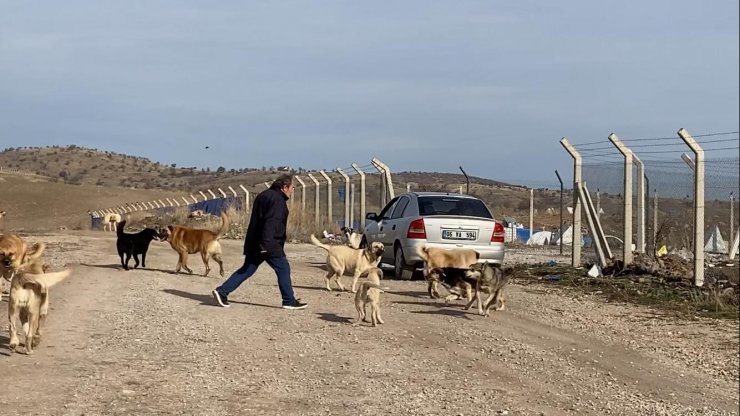 Başkent’te başıboş köpek sürüleri havadan görüntülendi