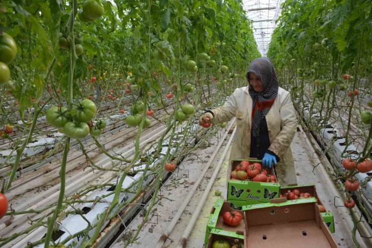 Jeotermal enerjiyle ısıtılan serada 4 mevsim domates üretiliyor