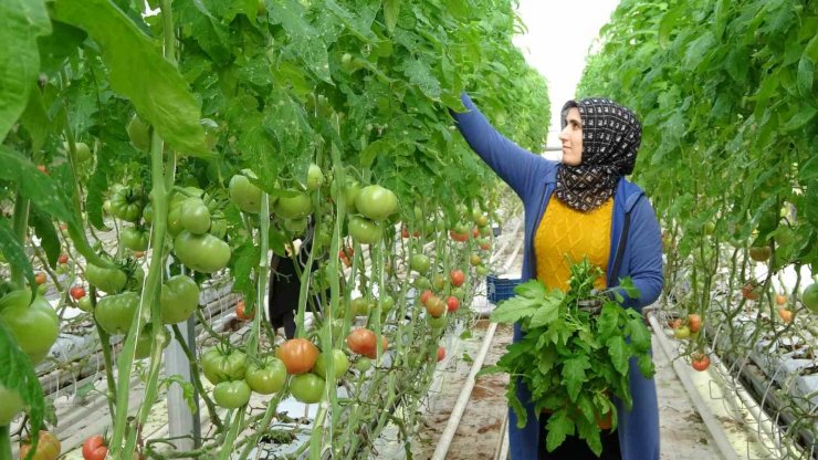 Jeotermal enerjiyle ısıtılan serada 4 mevsim domates üretiliyor