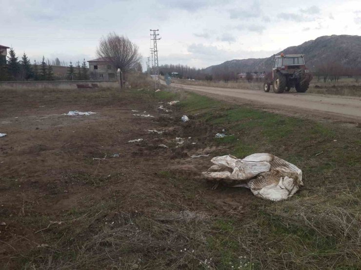 Doğaya bırakılan kimyasal gübre 6 büyükbaş hayvanın telef olmasına neden oldu