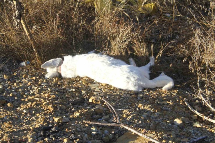 Köpeğe çarpan otomobil takla attı: 4 yaralı