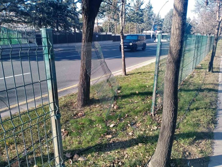 Afrika’dan öğrenim için geldiği Ankara’da sokak köpekleri hastanelik etti