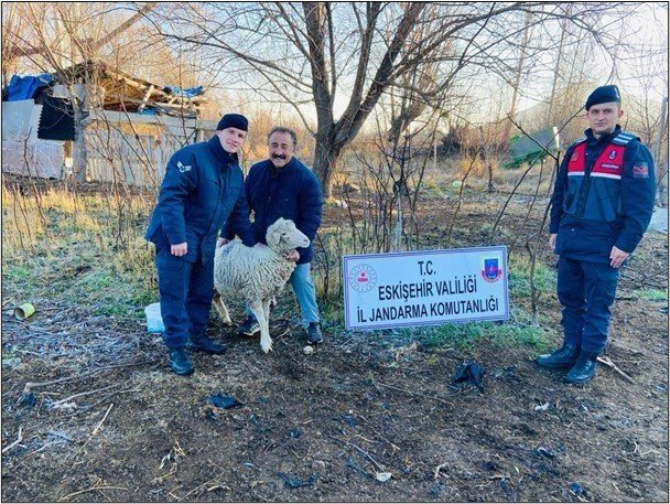 Sivrihisar’da çalınan koyunlar jandarma tarafından Ankara’da bulundu