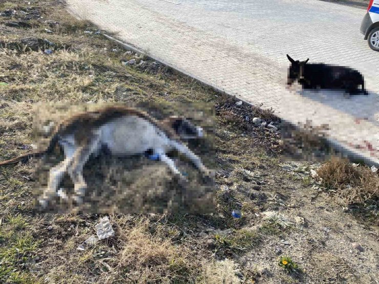 Yola çıkan başıboş eşeklere tır çarptı